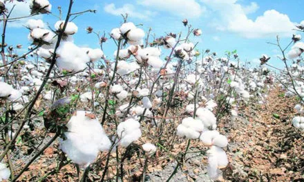 Cotton Association of India retains cotton crop estimate