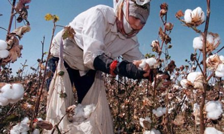 Cotton cultivation to rise in Azerbaijan