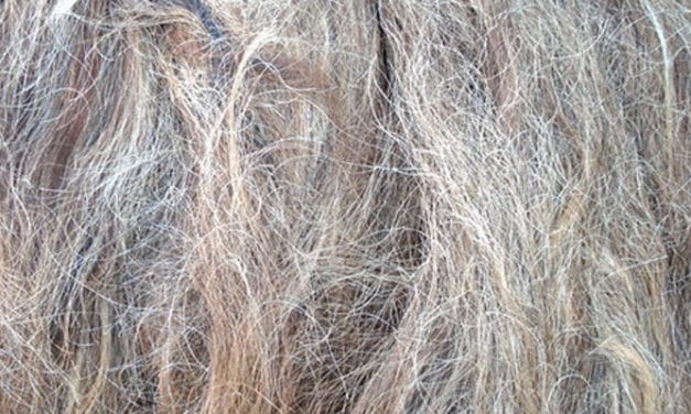 Global wool & animal hair trade increasing