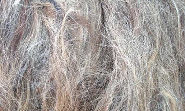 Global wool & animal hair trade increasing