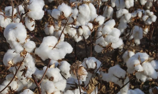 BCI reports 40 percent production hike in ‘better cotton’