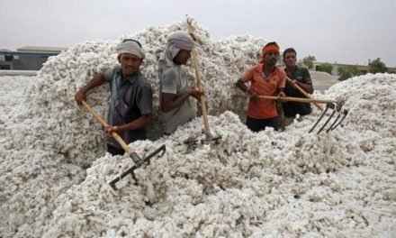 CAI retained cotton projections at 354.5 lakh bales for 2019-20