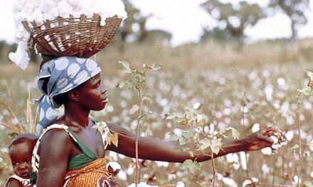 Gambia started reviving its cotton sector in Upper River Region