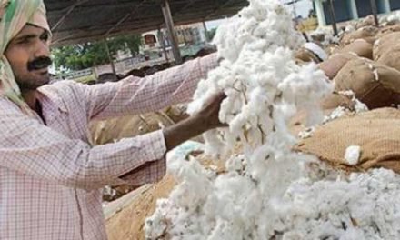 Despite covid-19 fears, cotton procurement to continue at MSP by CCI