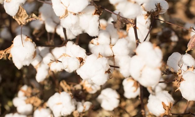 The Year 2020 and Cotton Textiles Sector