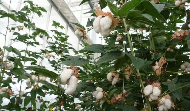 Fashion for Good consortium pilots resource efficient cotton farming