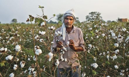 CAI retains 2020-21 cotton crop estimates at 360 lakh bales