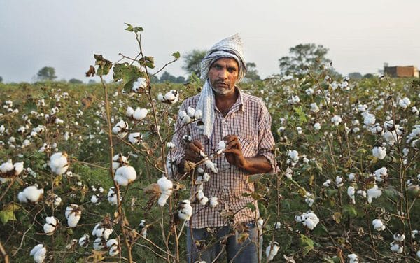 CAI retains 2020-21 cotton crop estimates at 360 lakh bales