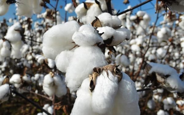 Cotton economic outlook 2021 releases by NCC