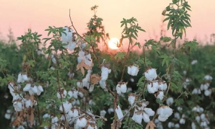 FiBL launches guide on organic cotton breeding