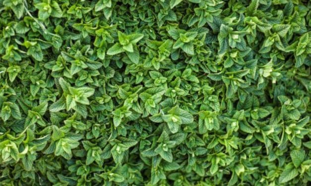 Devan launches range of Bio-Based Fragrances for textiles