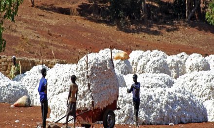 JK Agri Genetics collaborating with Bangladesh for GM cotton trials