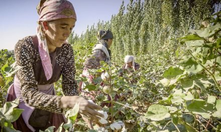 Bestseller pledges to support organic cotton cultivation