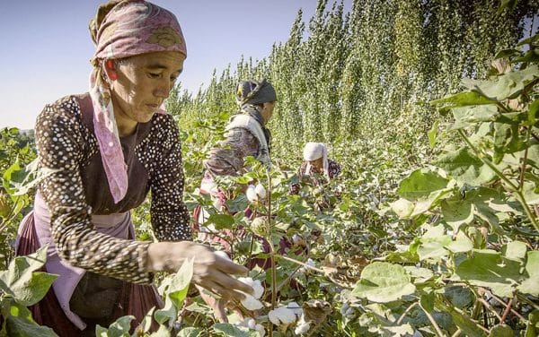 Bestseller pledges to support organic cotton cultivation
