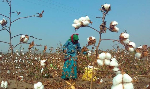TEA appeals to PM to direct CCI to work for the betterment of Cotton farmers and the Industry