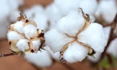 Indian textile industry may benefit from US ban on Xinjiang cotton