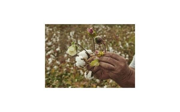 US’ Gallant launches largest global regenerative organic cotton project