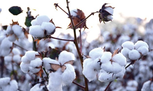 India to face cotton shortage, allow 40 lakh bales duty free import of cotton to avoid job losses