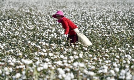 China introduces sustainable cotton standard