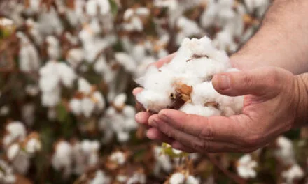 Cotton duty reductions will lead to import of 10 lakh bales till September