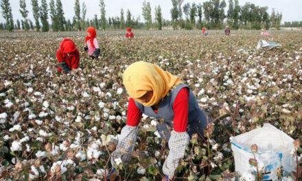 Cotton arrivals in Pakistan declined by 67 percent in peak month October