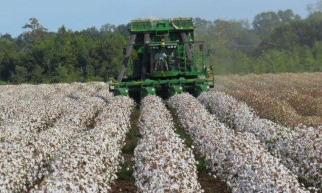 Cotton production in Indian states is either declining or stable
