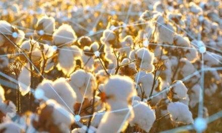 India wants to implement traceability of cotton by the end of the year