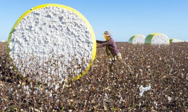 Global cotton benchmarks will not change in Nov 2022
