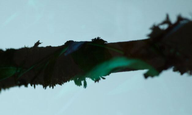 Austria’s Lenzing, Södra & Riopele develop sustainable fabric