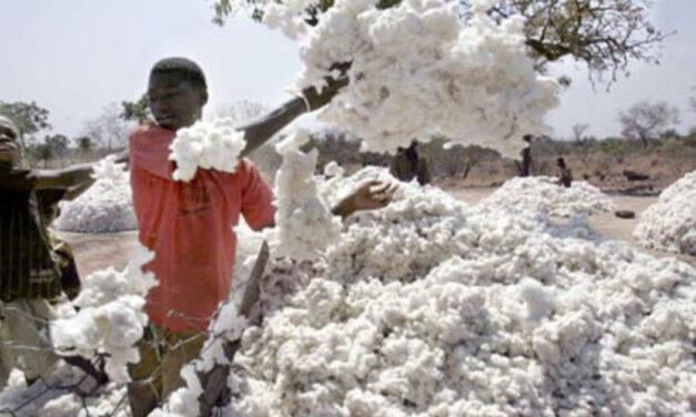 Brazilian cotton has significantly increased its market share in China