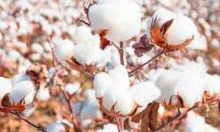 MCX cotton futures trading new contract specifications to benefit all the stakeholders