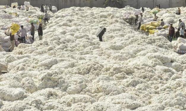Global economic slowdown may dampen optimism in Indian cotton trade