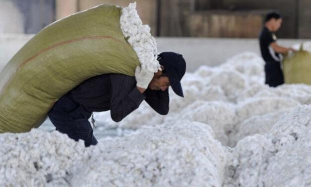 Vietnam’s cotton import from Argentina increased; garment exports rise too