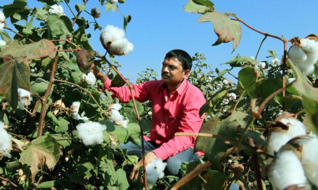 CAI further reduces India’s cotton production from 2022-23 to below 300 lakh bales