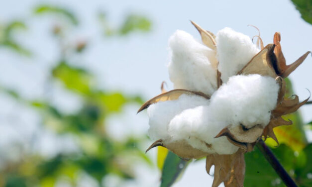 SIMA refutes CAI’s cotton crop estimate of 311 lakh bales for the season 2022-23