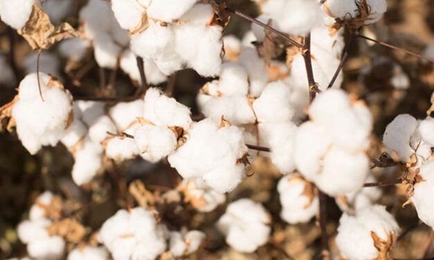 Tamil Nadu seeks immediate quota for duty-free cotton imports