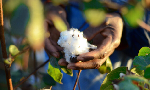 Better Cotton expands in West Africa with New Côte d’Ivoire Programme
