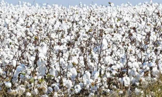 Decline in domestic cotton production, foreign dependence on raw materials may increase