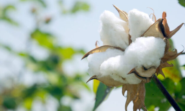 Cotton trading center important step to establish textile cluster in Xinjiang