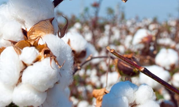 Brazil sets record production of cotton in 2022-23 as global supply increases