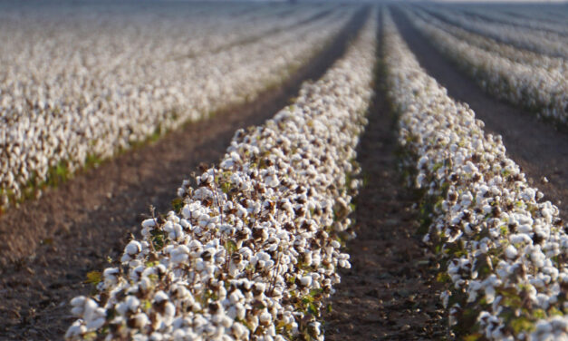 23% of US Cotton acreage aligned with the US Cotton Trust Protocol