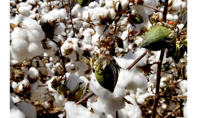 ACSA joins hands with Brazil and Australia to help increase the value of cotton