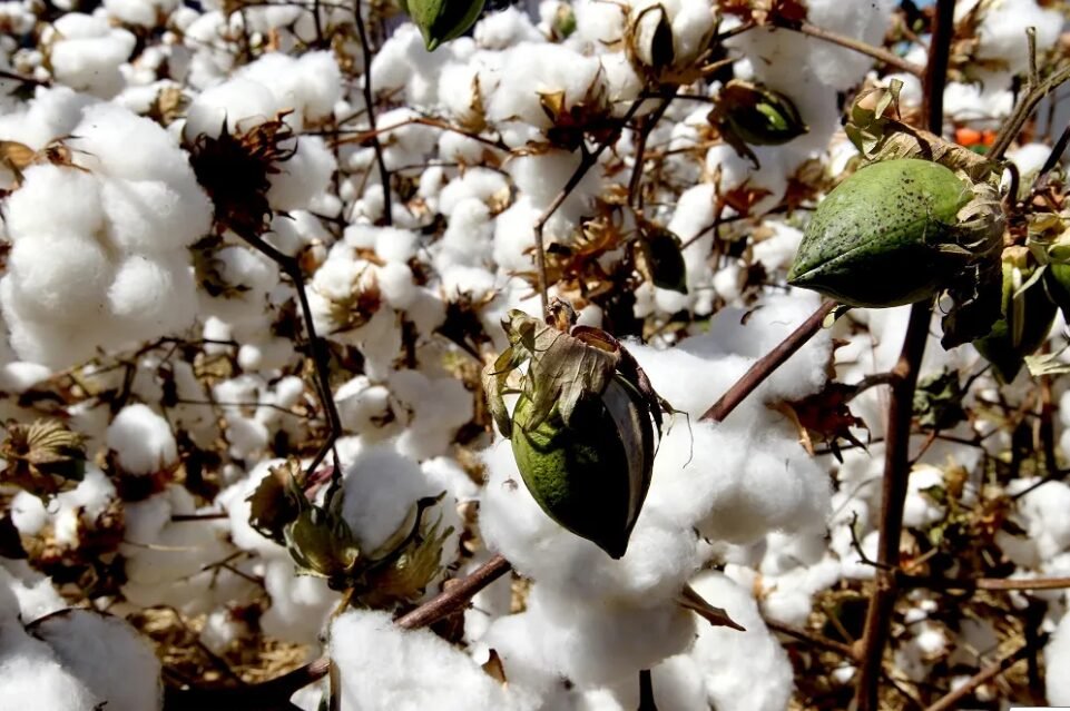 ACSA joins hands with Brazil and Australia to help increase the value of cotton