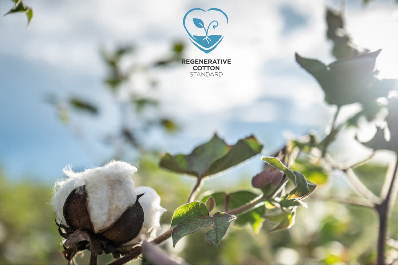 AbTF expands to India through Regenerative Cotton Standard