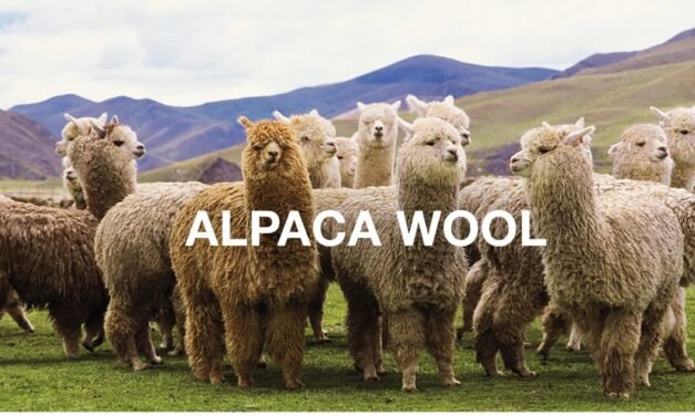 Marks & Spencer reverses ban on alpaca wool