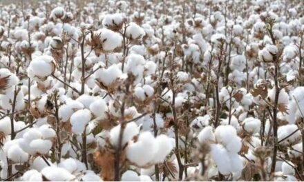 India will be the second largest cotton consumer country in this decade