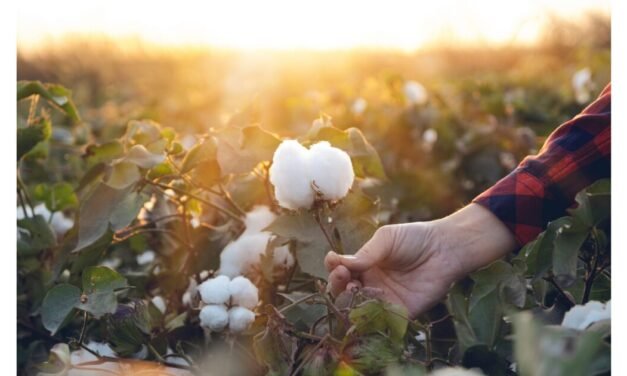 Cotton acreage declines 9% amid high production costs and changing rain patterns