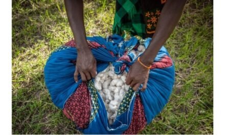 Aid by Trade Foundation joins international alliance for sustainable cotton production in Chad