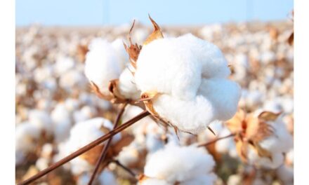 Textile industry urged to increase support to organic cotton producers