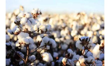 Uzbekistan achieves 100% cotton fibre processing, boosts textile exports